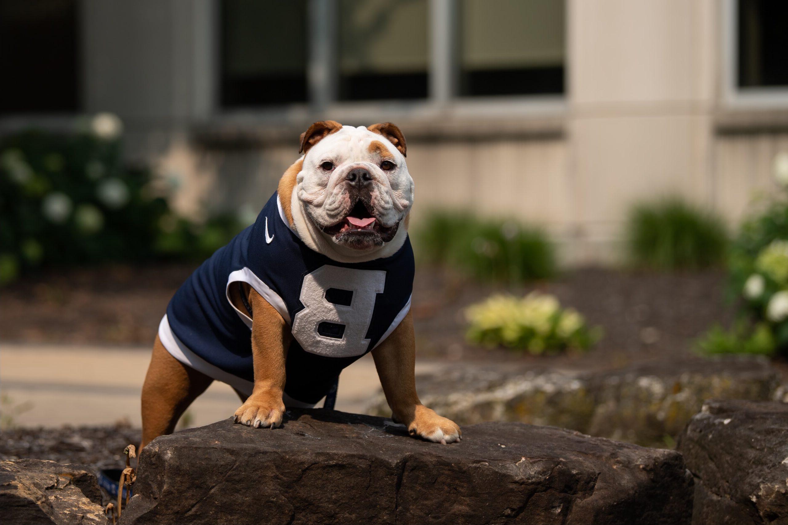 A bulldog wearing a 博彩平台排名 sweater perches on a rock